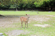 A Large Field Of Grass And Many Trees In A Huge Park With A Wild Japanese Sika Deer Looking In The Distance