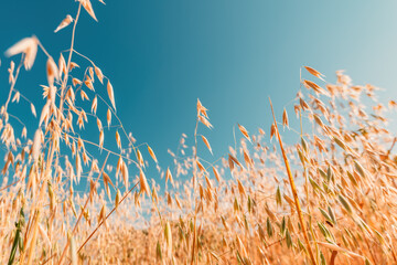 Fotomurales - Low angle view of ripe oat crops in field ready for harvest
