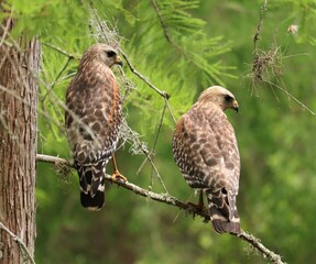 Poster - Two for One Deal Red-Shouldered Hawk Double Delight