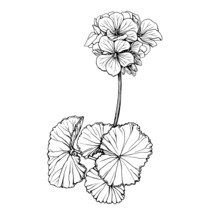 Branch With Pink Flower Of Garden Plant Geranium (also Known As Storksbill, Cranesbill). Black And White Outline Illustration, Hand Drawn Work Isolated On White Background