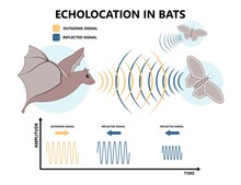 Bio Sonar Sound Detect Object Locate Measure Prey Wave Reflect Bat Pulse Hertz High Low Echolocate Listen Echo Radar Ocean System Food Signal Hear Navigate Survey Scan Sea Fish Depth Ship Boat Target