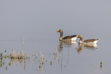 Wall Mural - Greylag goose (Anser anser)