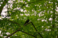 Beautiful Blackbird With A Yellow Beak On A Branch Beech