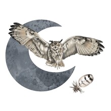 Watercolor Illustration Of A Owl. Realistic Owl Is White With Yellow Eyes. Moon Background