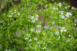 チャービルの白い花が咲いた　 (英: chervil、学名: Anthriscus cerefolium) 香草