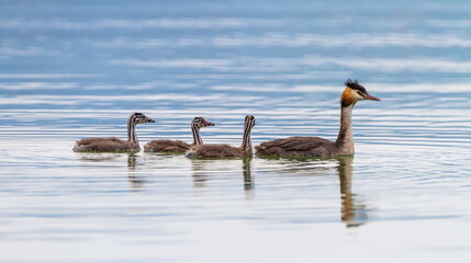 Wall Mural - Crested grebe, podiceps cristatus, duck and babies