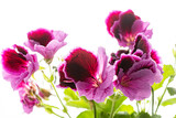 Fototapeta  - Pink magenta purple pelargonium flower