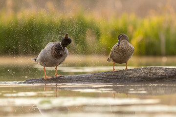 Wall Mural - Mallard ( Anas platyrhynchos)