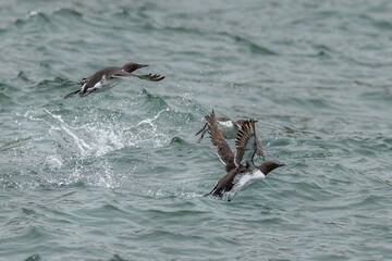 Wall Mural - Guillemot (Uria aalge)