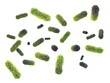 Green intestinal bacteria ( Salmonella ) isolated on white background. Bacterial gut microbiota and infection 