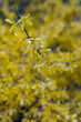 branch with yellow forsythia flower on the background of shrubs