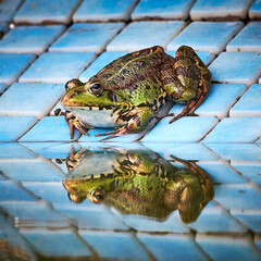 Sticker - frog in the pond