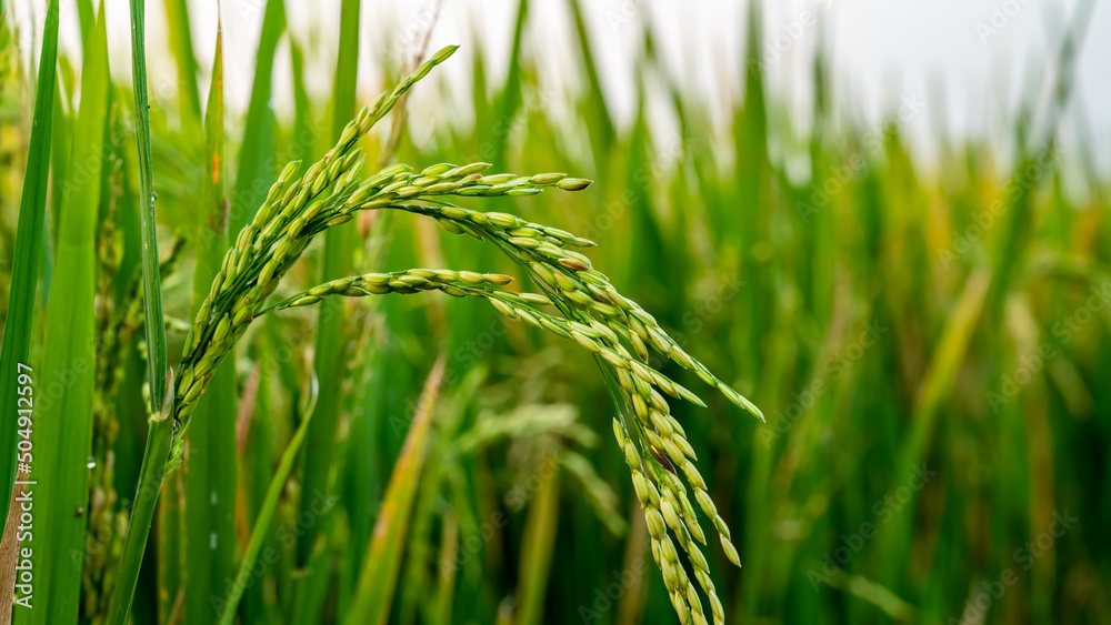 Known Rice rice fields, rice plant, Oryza sativa, commonly known as Asian rice, is ...
