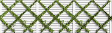 3d Illustration Of Wooden Fence With Creeper Isolated On White Background