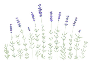 Wall Mural - Set of lavender flowers elements. Botanical illustration. Collection of lavender flowers on a white background. Vector illustration bundle.