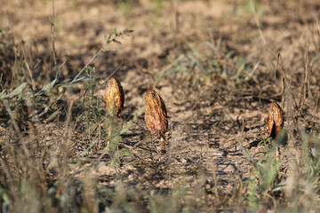 Wall Mural - Desert Mushroom (Podaxis pistillaris), Kgalagadi, South Africa