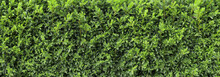 Boxwood Hedge Texture. Buxus Plant Pattern. Gardening Hedge Background.