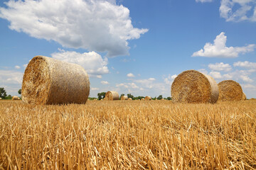 Crop wheat rolls of straw in a field after wheat harvested in agriculture farm, landscape rural scene, bread production concept, beautiful summer sunny day clouds in the sky