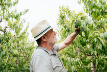 Man Checking Leaves Of Fruit Tree