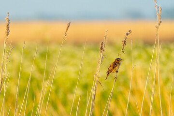 Wall Mural - Little Reed Warbler