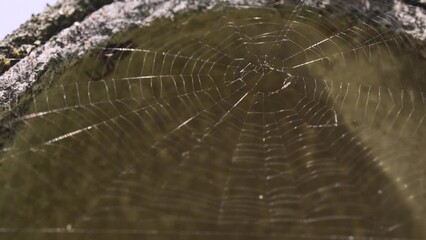 A spider hides beside its web, waiting for its prey. Close-up macro shot.