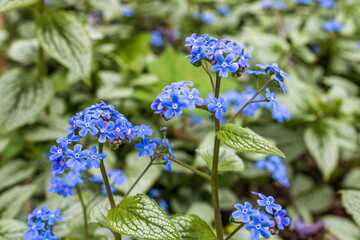 Wall Mural - Brunnera macrophylla, the Siberian bugloss, great forget-me-not, largeleaf brunnera or heartleaf, is a species of flowering plant in the family Boraginaceae, native to the Caucasus.