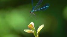 Blue Dragonfly On A Leaf. 