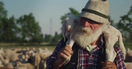 Wall Mural - Cinematic shot of happy senior shepherd is carrying lamb is walking smiling while gathering and leading flock of grazing sheep and hoofed goats on countryside farm pasture meadow in sunny day.