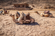 Camels Resting On The Sand In Desert