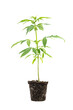 Growing marijuana in the pot, cannabis plants