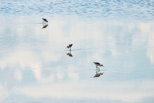 Sandpipers Search In The Wet Sand Where The Sky And Clouds Are Reflected.