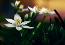 Close-up Photo Of The  White Star Of Bethlehem Flowers With Blurred Background