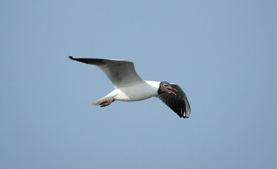 Wall Mural - A low angle view of a black-headed gull in flight with an open beak against a blue sky background. 