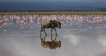 Wildebeest Crossing The Amboseli Marshes