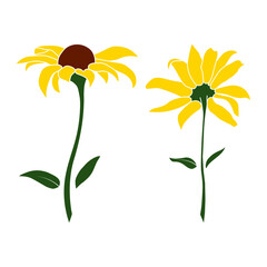 Wall Mural - Set of two open heliopsis blossom vector color illustration isolated on white background. Vector sketch style top view hand drawing of wild, heliopsis, false sunflower.
