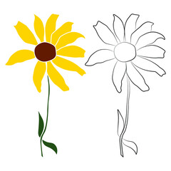 Wall Mural - Set of two open heliopsis blossom vector outline and color illustration isolated on white background. Vector sketch style top view hand drawing of wild, heliopsis, false sunflower.