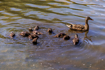 Wall Mural - duck family in pond with mother and baby ducks.