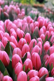 Fototapeta Tulipany - Różowe kwiaty
