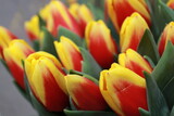 Fototapeta Tulipany - Tulipany 