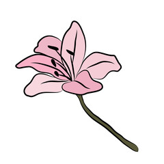 Wall Mural - Lily big bud. Flower forest pink lily. For postcards and invitations