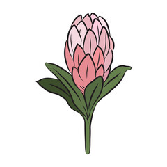 Wall Mural - Protea flower closed bud. Large tropical African pink protea. For cards and invitations