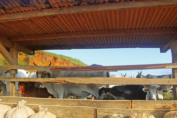 Canvas Print - cows in the farm