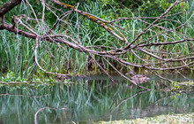 Reflection In A River Of Low Overhanging Tree Branches