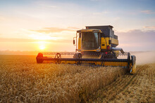 Combine Harvester Harvests Ripe Wheat. Ripe Ears Of Gold Field On The Sunset Cloudy Orange Sky Background. . Concept Of A Rich Harvest. Agriculture Image
