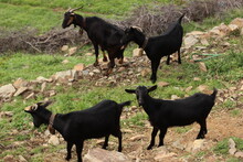 Cabras De La Sierra De Salamanca (España)