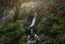 Waterfall In The Lush Mossy Quinault Rainforest, 
Pacific Northwest, Washington State