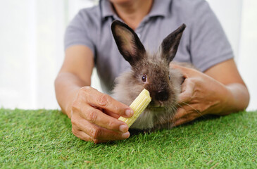 Wall Mural - woman farmer feed young corn to adorable bunny