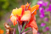 This Image Shows An Isolated Orange Iris Flower Against The Background Of A Green Lawn.