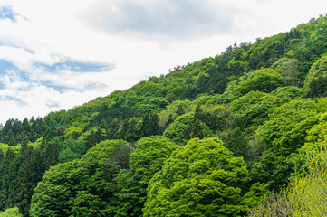 Poster - 新緑と青空