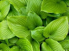 Nature Green Leaves Landscape. Lush Green Wild Hosta Leaves Background. Macro Shot. A Detail Shot For Websites And Marketing Materials. Tropical Leaves. Eco Concept.	